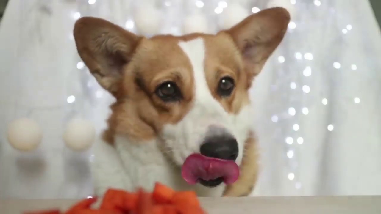Asmr Satisfying Video Bocil A Corgi Dog Mukbang Eating