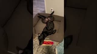 Kitten Decided to Pounce on a Relaxing Dog