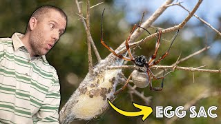 Golden Orb-weaver’s laser-like precision in egg sac construction  | Episode 2