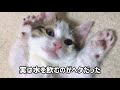 チビ大福も水を飲むのがヘタだった