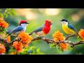 Unstoppable Focus Birdsong Piano For Calm Work Relief 