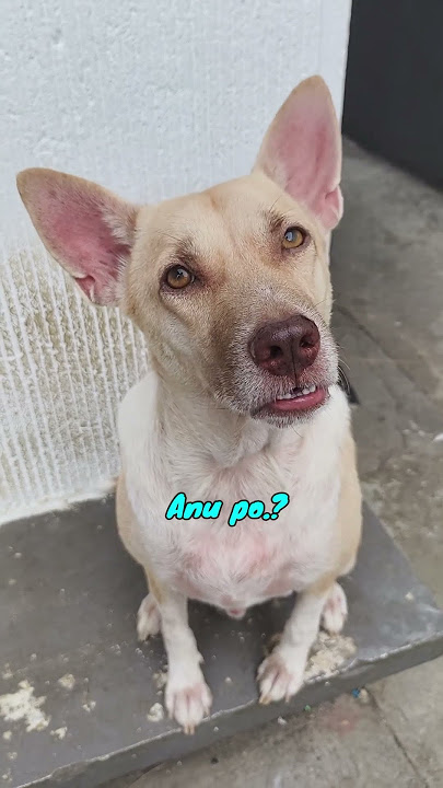 Galing Theopot #dog #dogoftheday #dogshort #theo