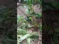 Mesin potong rumput baterai portabel cordless ZPER