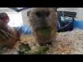 Guinea Pigs Eating (VR 360/Sphere 4K HD 2160p)
