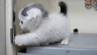 【きくちペット】 かわいい№9873 マンチカン