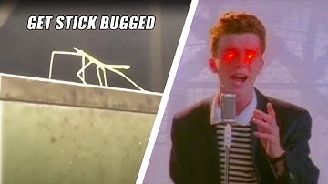Rick Astley getting Stick Bugged