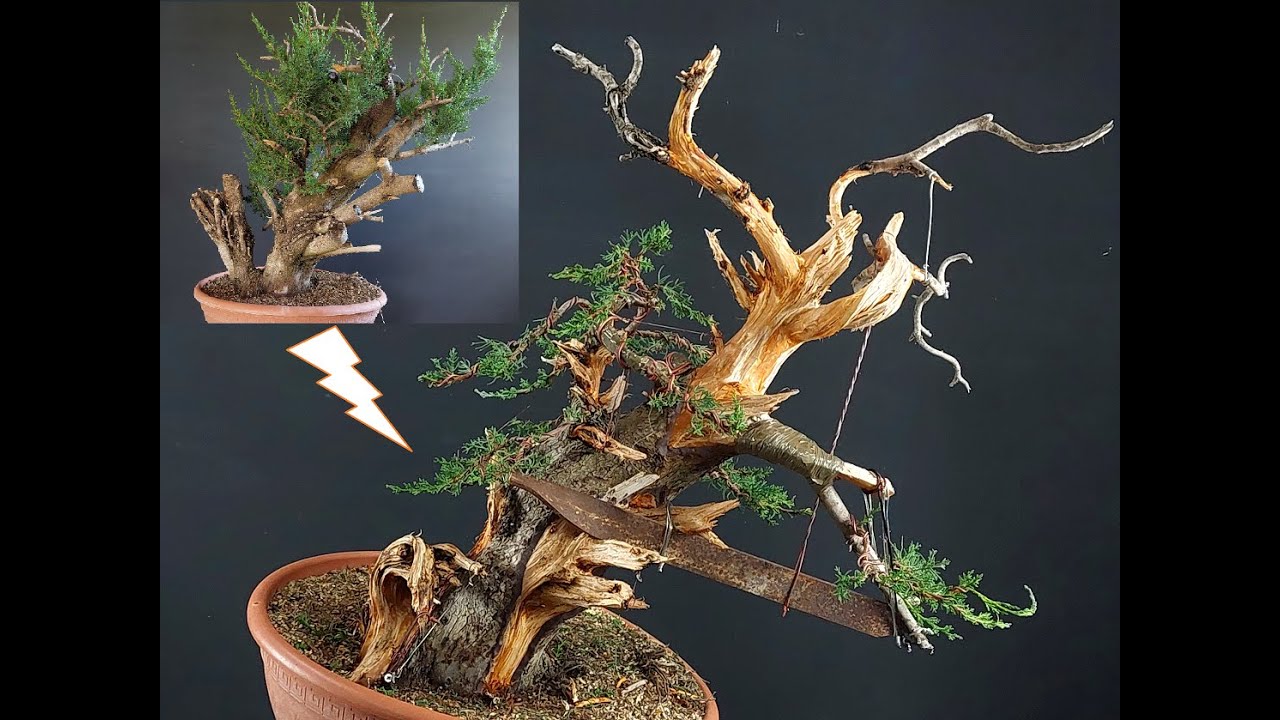 Bonsai From Tree |Cypress13