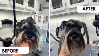 MAX THE SCHNAUZER GETS A MAKEOVER ✂️ HOW TO SET A SCHNAUZER PATTERN by Pawz & All 1,184 views 10 months ago 13 minutes, 22 seconds