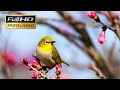 Birds relaxing nature sounds  relax 2 hours nature sounds music for meditation  motivation terra