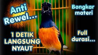 CEPAT PANAS !! Suara Pancingan Murai Batu Gacor AMPUH Menaikkan EMOSI Murai Agar Bunyi Gacor
