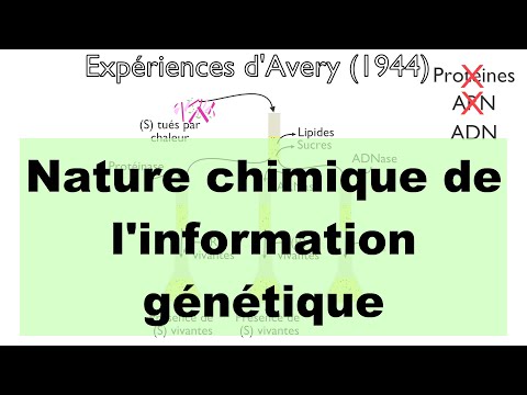 Nature chimique de l'information génétique