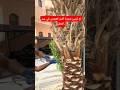 تم تزيين شجرة التمر كعروس في عيد الفطر فاكهة التمر صحراوي بستاني اكسبلور 