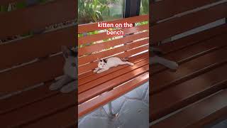 Cute Kitten #straycat #kitten #cat #cats #shortvideo #shortsvideo #shorts #short @rom28-iq1ui