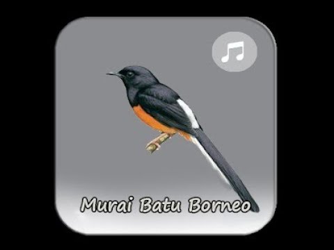 Masteran Burung Murai Batu Borneo Youtube