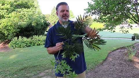 Intro video - Plant Identification