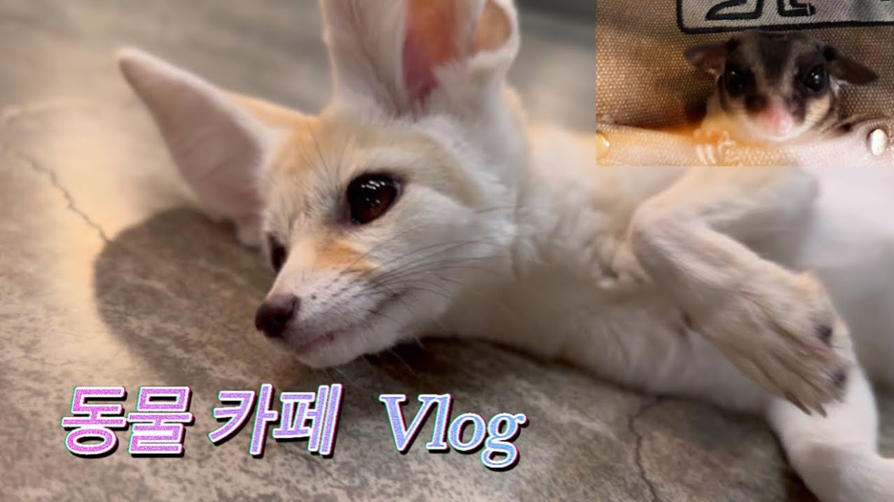 [알바 Vlog] 동물원으로 위장한 고양이 카페 알바
