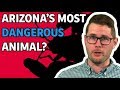 What are arizonas most dangerous animals