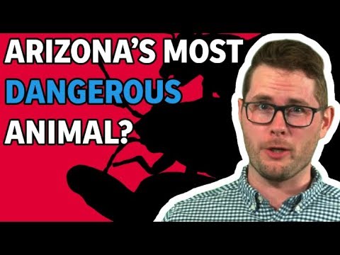 Video: 10 Egzotiniai gyvūnai, kurie yra teisėti Arizonoje