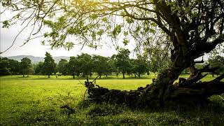 Celtic Folk Music - An Old Tree