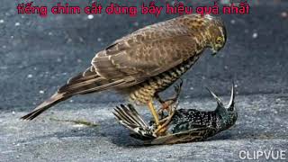 tiếng chim cắt săn mồi bản chuẩn nhất năm 2020.liên hệ 0917431385