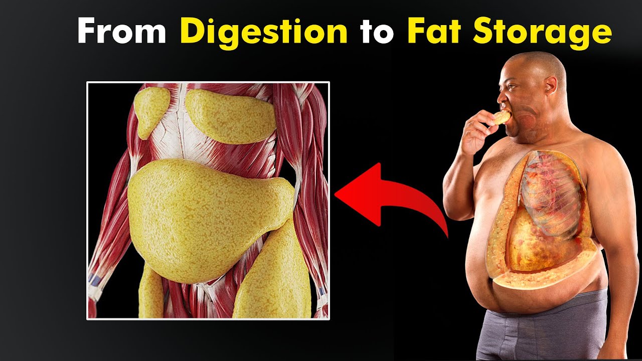 How food turns into body fat 3d animation