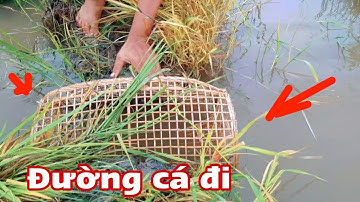 Đặt lờ chặn ngay đường cá đi lên ruộng thì xác định có cá ăn | Bông lúa Miền Tây