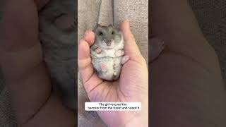 They Adopted a Tiny Hamster Found Wandering Through a Busy Street...
