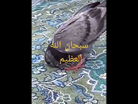 حمام ساجد لله
