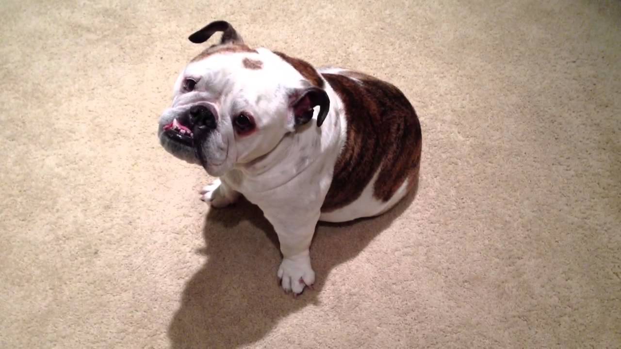Picture of English bulldog clips for crocs