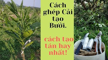 Cách Ghép Cải Tạo Bưởi Hiệu Quả Nhất!