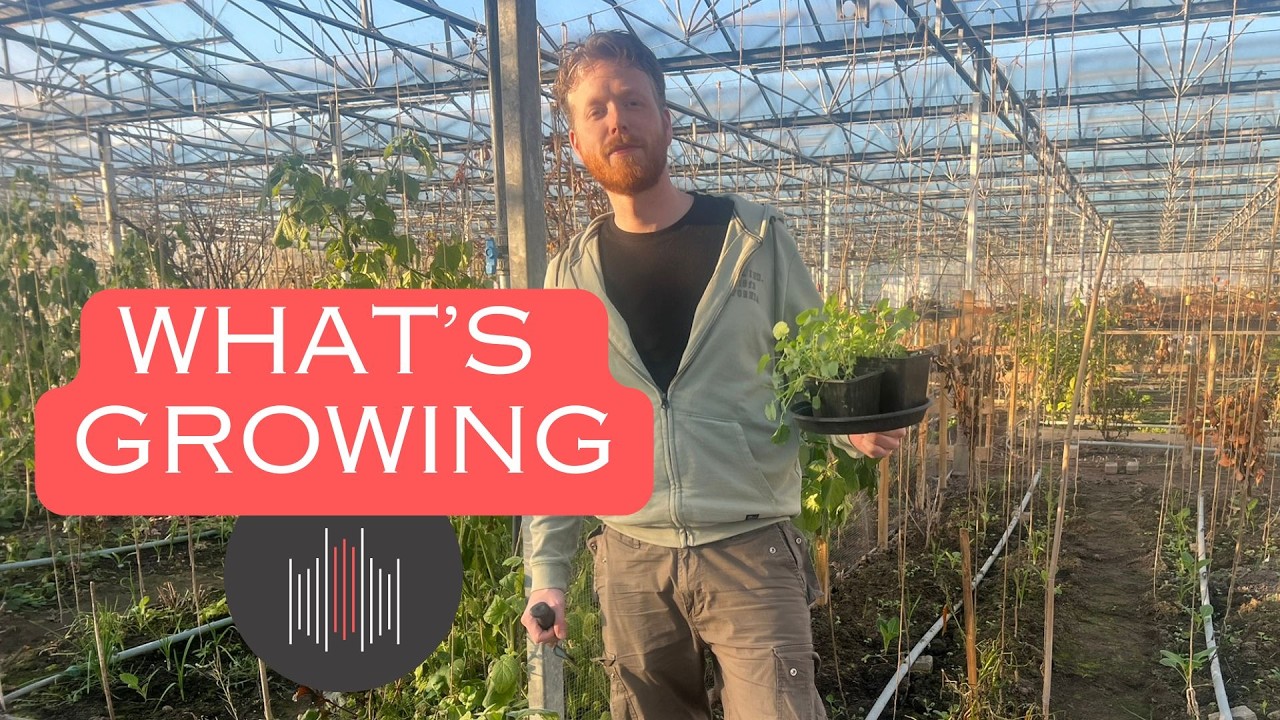 Экскурсия по садам в январе: брокколи, цветная капуста, чеснок и другие растения по-прежнему прек...