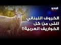 الخروف اللبناني اغلى من كل الخواريف العربية الخروف اللبناني اغلى من كل الخواريف العربية