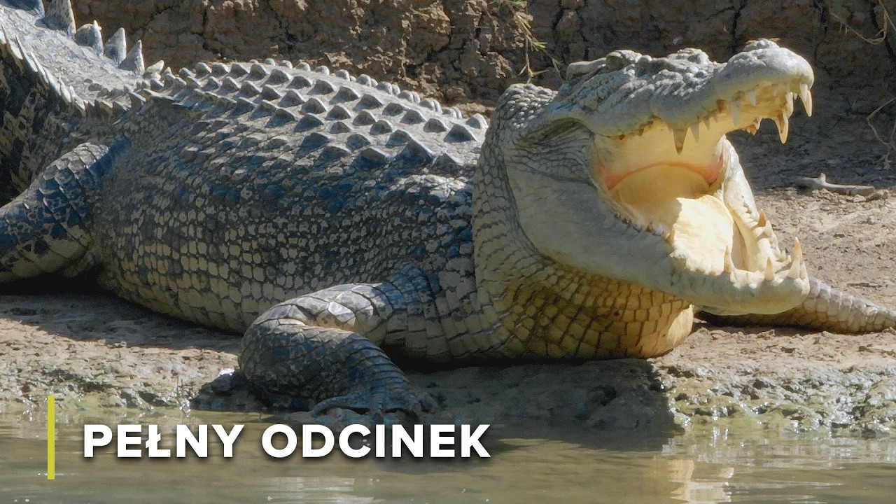 Bezlitosna hierarchia władzy krokodyli | Tajemnice Australijskiej Dziczy 103