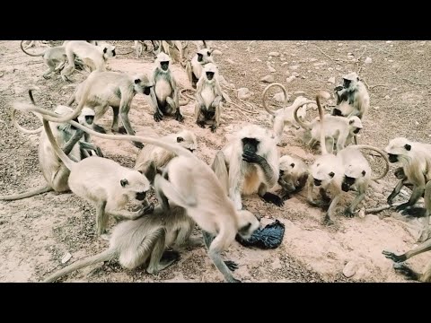 Monkey Border Disputes Fight || Two Groups Angry Monkey Fight Seen  || Animals Video |