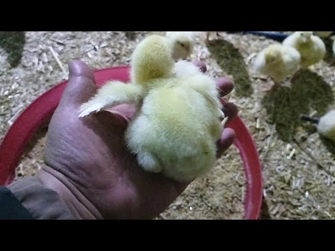 اية الفرق بين كتكوت الشركات وكتكوت الاهالى وافضل انواع الكتاكيت وامتى نزول الكتكوت وافضل وقت للتربية 