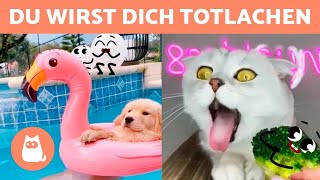 Hunde und Katzen, die mit lebendigen Gegenständen spielen 🐶🎈🐱