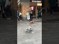 🐶What is this dog? It has no hair. #shorts #robotdog #reaction