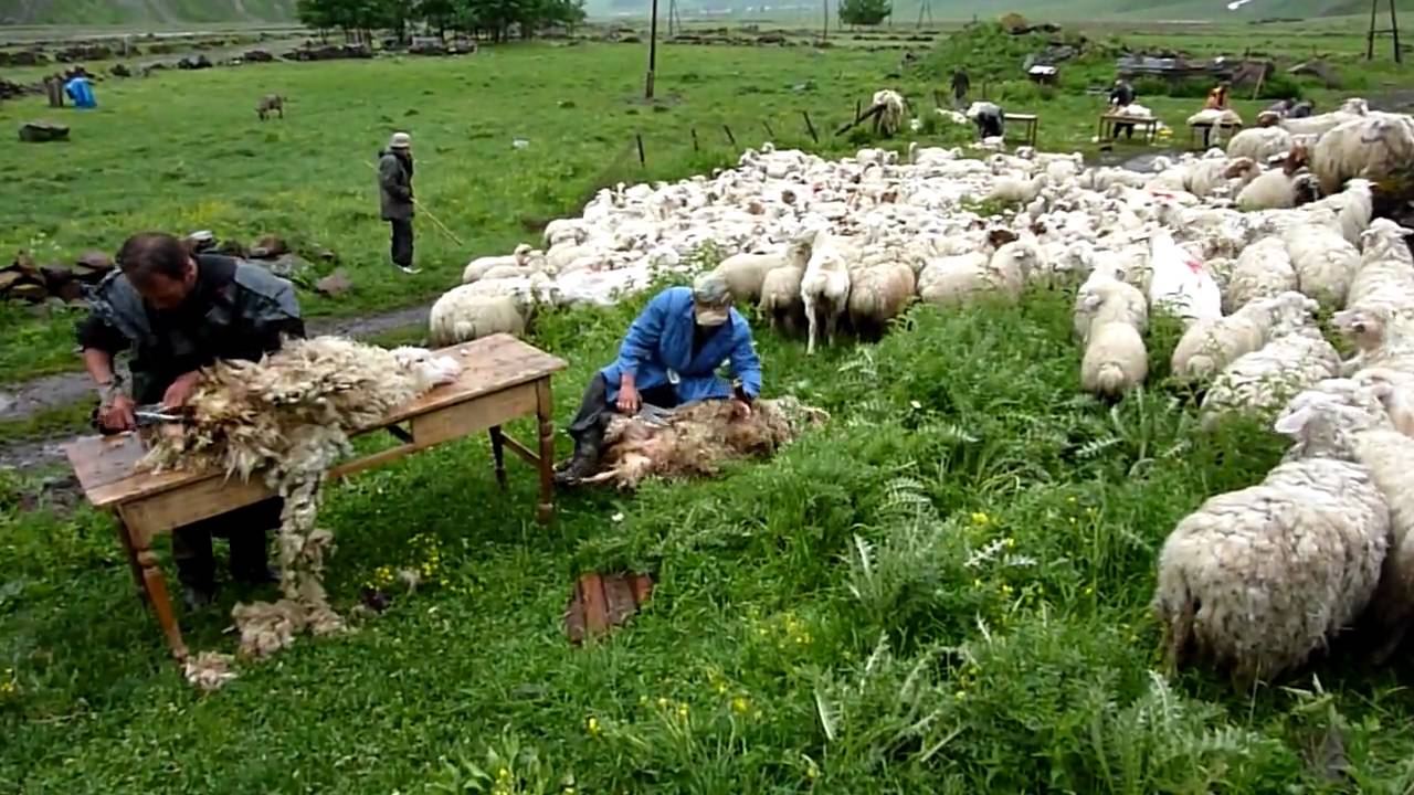 kazbegi national park Sheep shearing, Georgian style