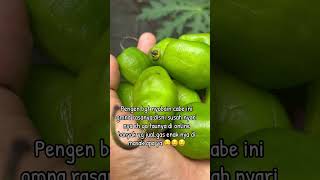 Download Lagu Wat zou het heerlijk zijn om te proberen te koken? #cabegendot #cabegendotalaalatehshantydenny #c... MP3 Download Lagu Wat zou het heerlijk zijn om te proberen te koken? #cabegendot #cabegendotalaalatehshantydenny #c... MP3