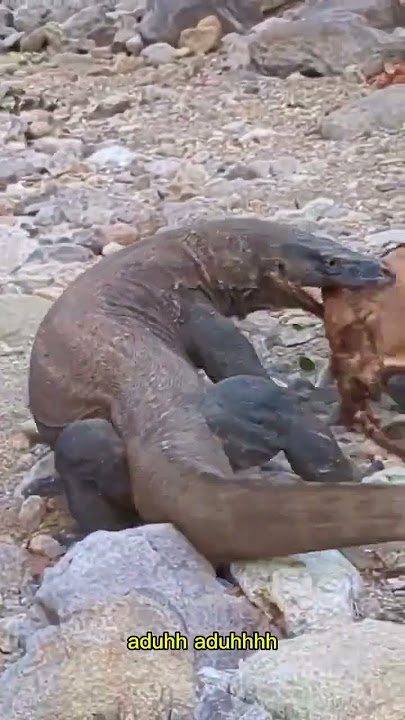 komodo makan anak kambing 😱😱