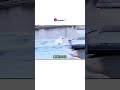 He tried to trick the ducks #shortvideo #didyouknow  #funny