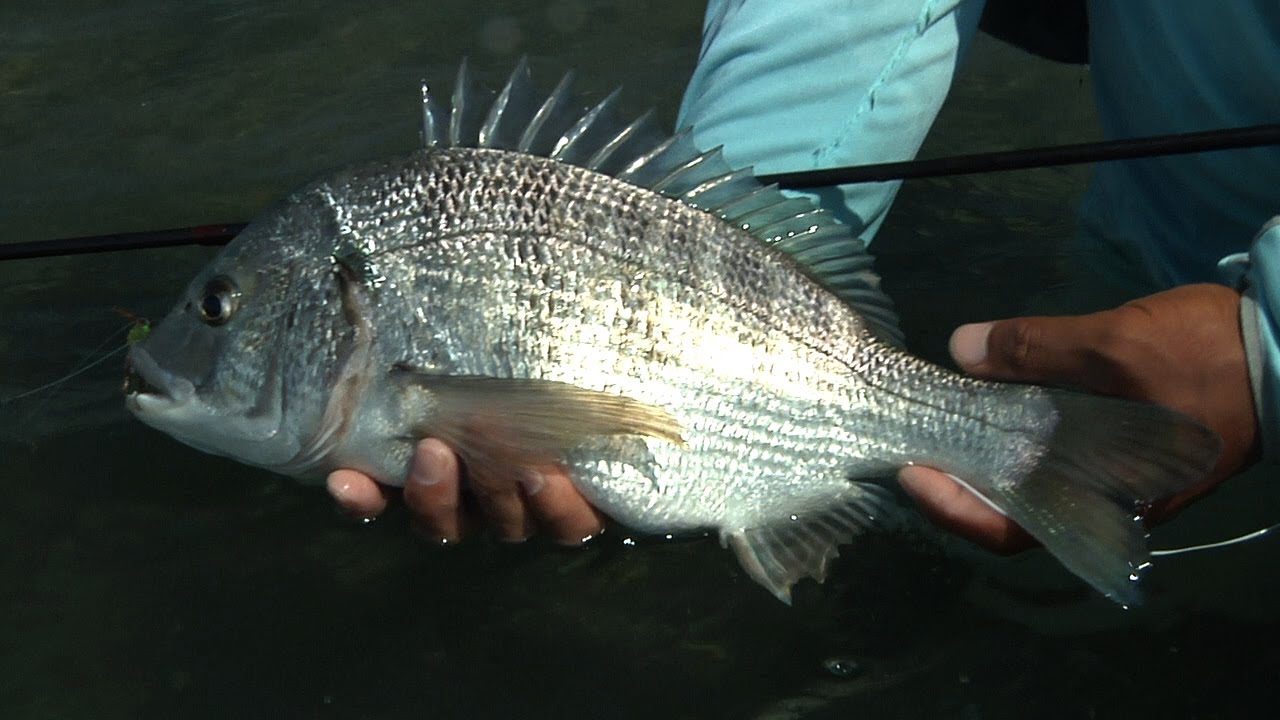 Fly Fisher 2013年12月号 FlyFisher DVD TRAILER