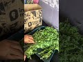 From Nungu to Nykaa 🛍️