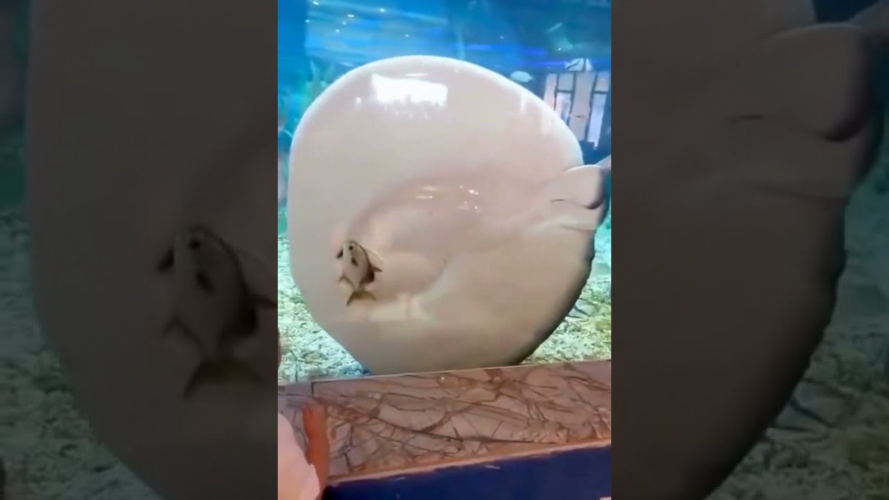 pov : банкомат когда в него сунули идеально ровную купюру