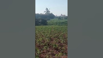 masarakat lampung timur menangis harga singkong hancur pitongan nypk 50prsen  sampk kpan