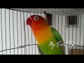 Ternyata AMPUH ,Latih Lovebird PAUD cepat TELER, Dengan LOVEBIRD DEWASA Ngetik Rapat