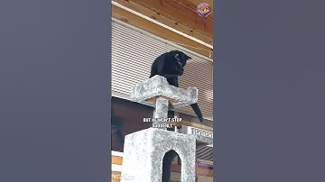 When the Clumsy Cat Goes Full Ninja Mode 🐱🥷