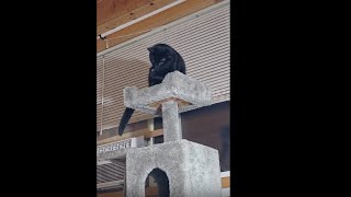 When The Clumsy Cat Goes Full Ninja Mode