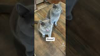 Polite British shorthair cats talking!