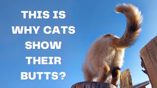 Why CATS Show Their BUTTS Explained! by Cats Globe 1,065 views 1 month ago 2 minutes, 23 seconds